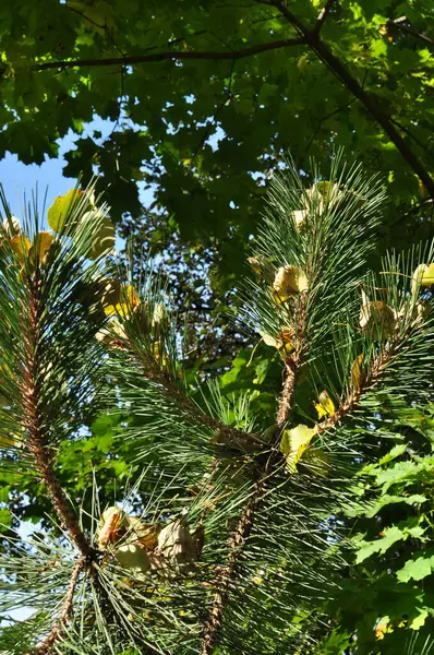 나무를 배경으로 가지를 뻗는다 소나무 가지에는 노란색 — 스톡 사진