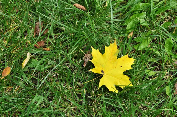 地面に黄色いカエデの葉があります 緑の草の上の木から落ちたカエデの葉 — ストック写真