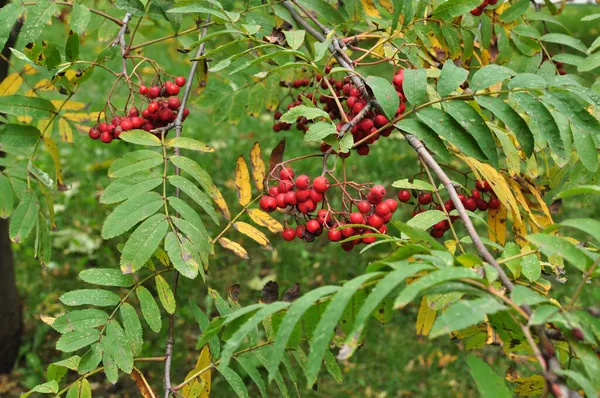 Rijp Rode Rowan Trossen Takken Herfst Schets Gewaden Vruchten Een — Stockfoto