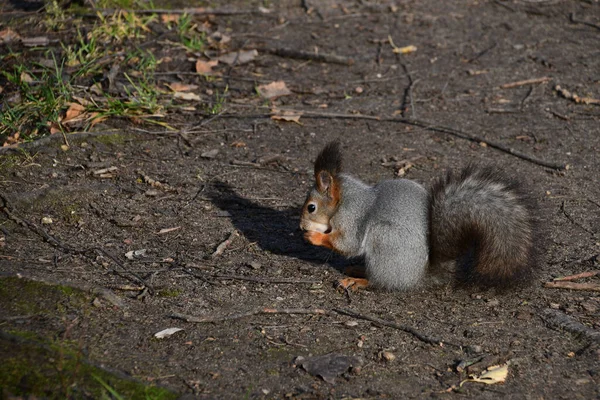 Écureuil Gris Est Assis Par Terre Écureuil Tient Une Noix — Photo