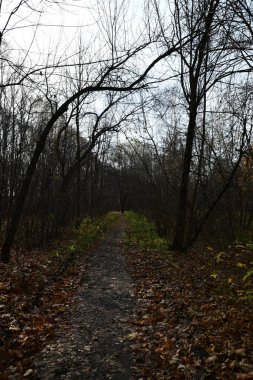 Sonbahar panoraması. Sonbahar parkındaki patika manzarası. Yapraksız ağaçlar.