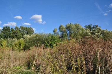 Sonbahar panoraması. Kurumuş çalılar yeşil ağaçların ve mavi gökyüzünün zemininde.