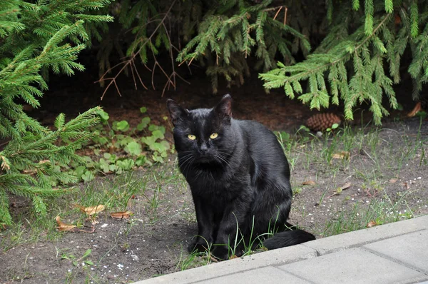 Bellissimo Gatto Nero Gatto Siede Terra Sullo Sfondo Dei Rami — Foto Stock