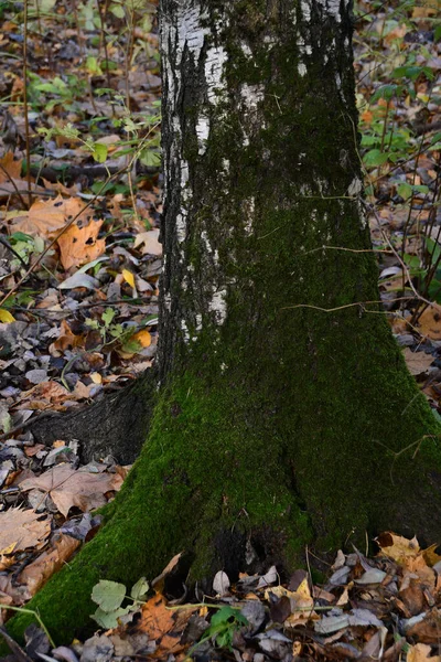 Şehir parkının sonbahar çizimi. Büyük bir huş ağacının gövdesi yeşil yosun ile kaplıdır..