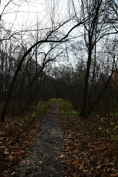 Sonbahar panoraması. Sonbahar parkındaki patika manzarası. Yapraksız ağaçlar.
