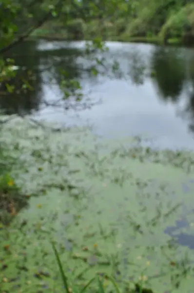 模糊的背景 森林湖景和繁茂的海岸 — 图库照片