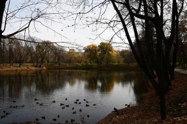 Vue Panoramique Sur Lac Forestier Jour Automne Canards Sur Rive — Photo