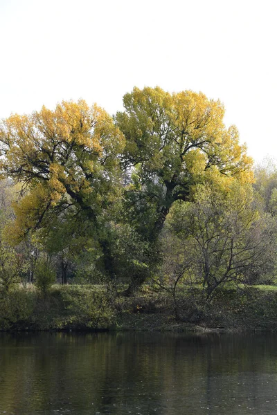 Uma Árvore Grande Com Folhas Amarelas Uma Árvore Margem Lago — Fotografia de Stock
