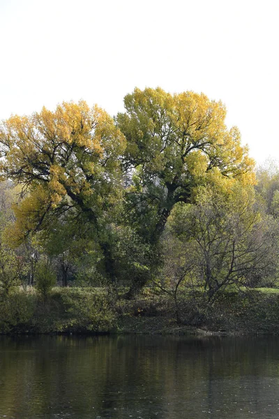 Grand Arbre Aux Feuilles Jaunes Arbre Sur Rive Lac Forestier — Photo