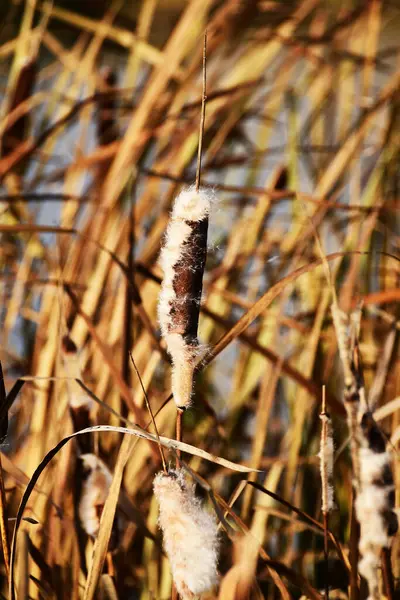 熟れた葦のクローズアップ 風に舞う葦の綿毛 — ストック写真