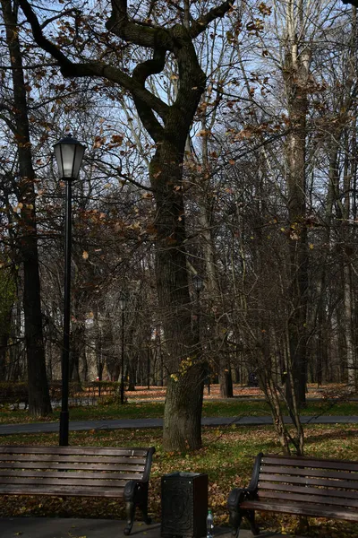 Uma Bela Árvore Com Tronco Torcido Bancos Parque Fundo Uma — Fotografia de Stock