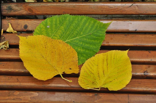 Linden-green leaves fell on the bench. Autumn, linden leaves on a wooden bench.