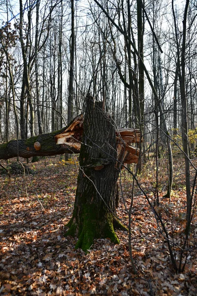 Paisaje Parque Vista Árbol Roto Por Fuerte Viento Otoño Día —  Fotos de Stock