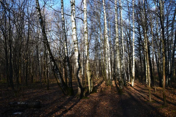 Panoramisch Uitzicht Een Bosgebied Een Zonnige Herfstdag Droge Berkenbladeren Grond — Stockfoto