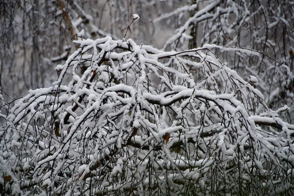 最初の雪だ 木々の枝にふわふわの雪 市内の冬 — ストック写真
