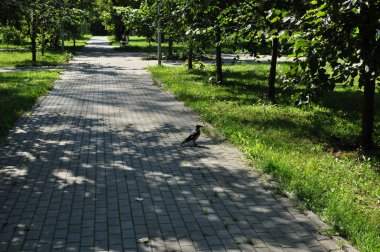 Şehir meydanında bir kuzgunla. Parkta güneşli bir sonbahar günü.