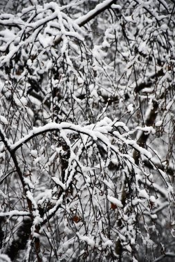Üzerine kar yağan bir ağacın dalları. Kış resmi. Arkaplan, bokeh.