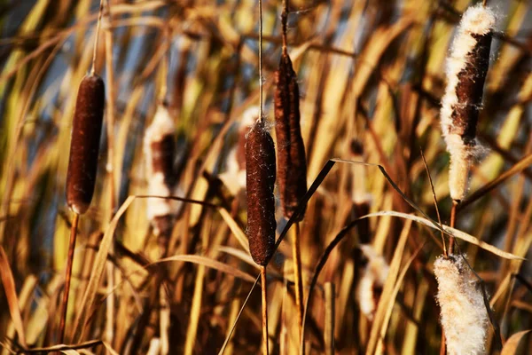 リード種子タイファ 熟した葦の花序 接近中だ 背景がぼやけた花序 — ストック写真