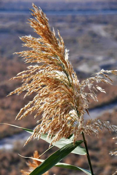 ブルーグラス植物のふわふわの花序 ラットだ ポアだ 背景がぼやけている植物 — ストック写真