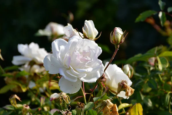 Μεγάλο Λευκό Τριαντάφυλλο Κοντινό Πλάνο Ενός Ανθισμένου Τριαντάφυλλου Λουλούδι Ένα — Φωτογραφία Αρχείου