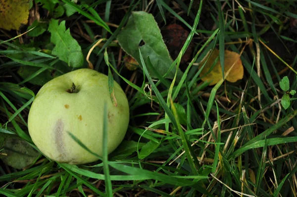 Dojrzałe Zielone Jabłko Leży Trawie Trawie Jabłko Które Spadło Jabłoni — Zdjęcie stockowe