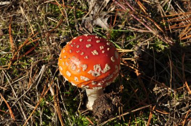 Amanita kuru çam iğnelerinin arasında. Beyaz benekli küçük bir sinek..