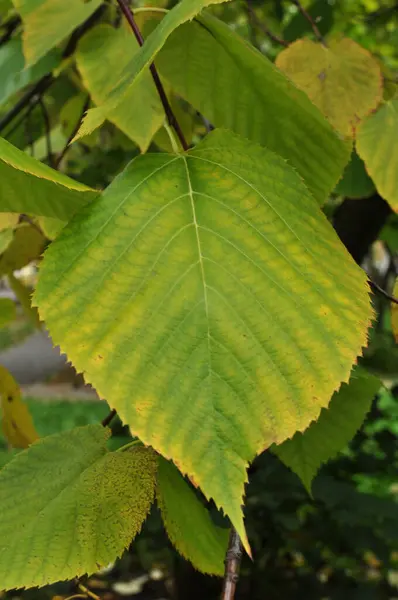 緑の葉のクローズアップ 黄色の秋の白檀の葉 — ストック写真