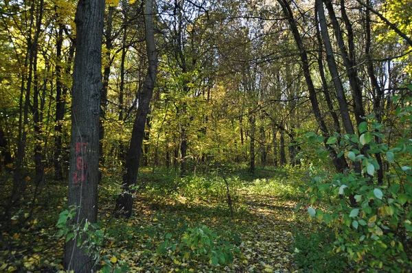 Höstdag Skogen Utsikt Över Träd Och Glänta Skogen — Stockfoto