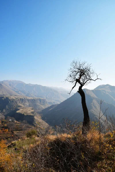 Podzim Osamělý Strom Úbočí Hory Horská Krajina Slunečný Den Horách — Stock fotografie