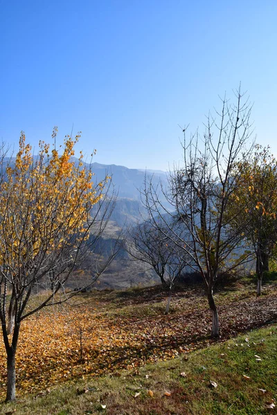 Podzim Horách Stromy Žlutými Listy Pozadí Hor Modré Oblohy — Stock fotografie