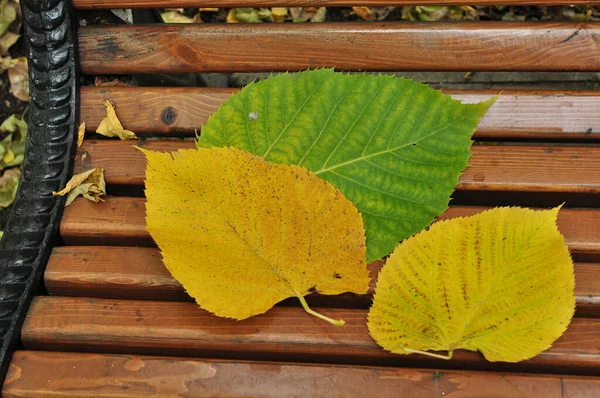 木製のベンチに秋の葉 ベンチには黄色と緑の葉 — ストック写真