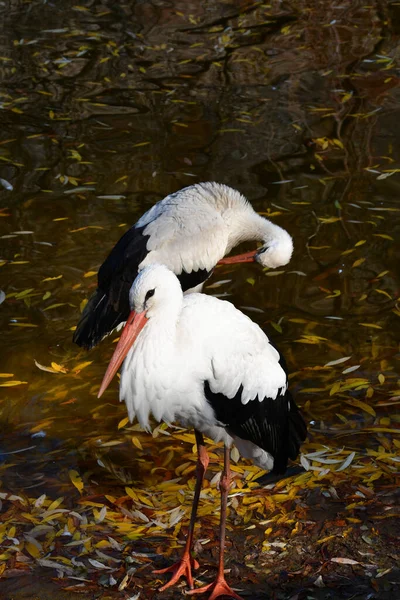 Two Storks Standing Water Autumn Yellow Leaves Smooth Surface Water — Stock Photo, Image
