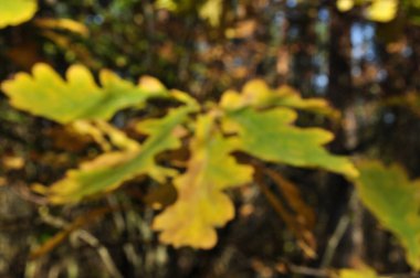 Bulanık, odaktan uzak büyük sarı meşe yaprakları. Arkaplan, bokeh.