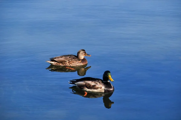 Two Ducks Male Female Swim Calm Pond Waves — Stock Photo, Image