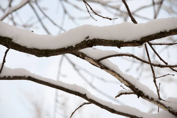 雪のある木の大きな枝 クローズアップ 背景のぼやけた木の枝 木の枝に降雪 — ストック写真