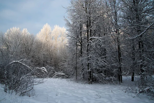 Top Large Tree Snow Branches Tree Illuminated Winter Sun Winter — Stock Photo, Image