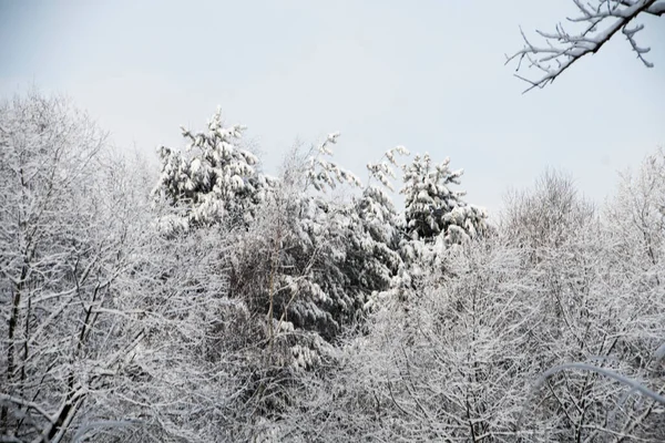 大きな松の木の枝は雪に覆われている 雪の背景に大きな松の木覆われた木 — ストック写真