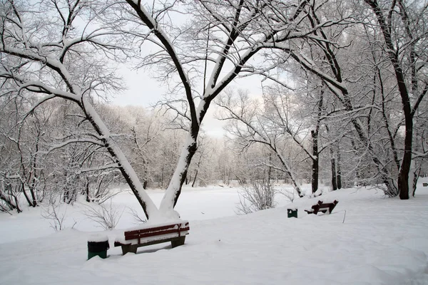 Скамейки Парке Покрыты Снегом Зима Городском Парке — стоковое фото