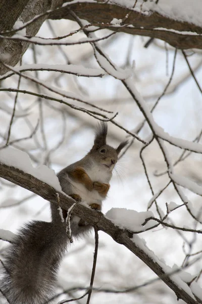Ένας Μικρός Σκίουρος Του Δάσους Κάθεται Ένα Κλαδί Δέντρου Σκίουρος — Φωτογραφία Αρχείου