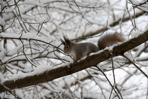 Squirrel Runs Tree Branch Squirrel Background Snow Covered Tree Branches — Stockfoto