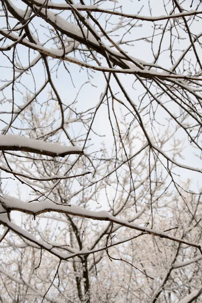 Вид Ветвей Дерева Котором Лежит Падающий Снег Ветви Деревьев Снегу — стоковое фото