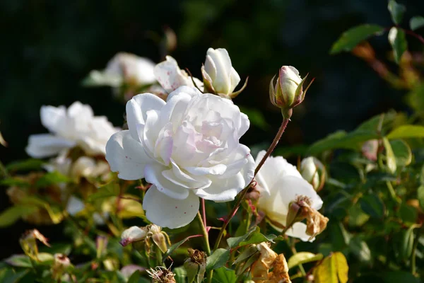 Ένα Μεγάλο Λευκό Τριαντάφυλλο Ένα Θάμνο Λουλούδι Θολή Φόντο — Φωτογραφία Αρχείου