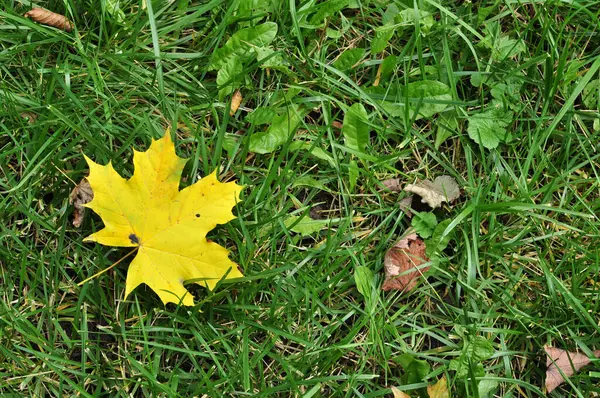 Yellow Maple Leaf Green Grass Background Texture Design — ストック写真