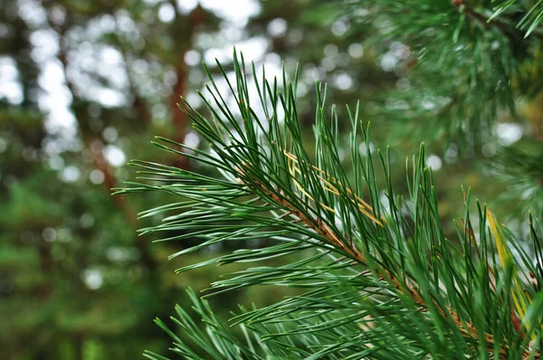Green Needles Pine Branch Branch Blurred Background Trees — Stockfoto