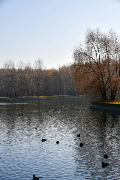 Panoramic View City Pond Floating Ducks View City Park Sunny — Photo