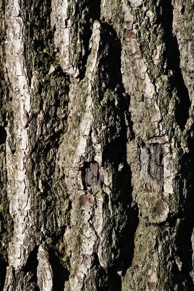 Hintergrundtextur Der Baumrinde Nahaufnahme Der Rinde Eines Alten Baumes — Stockfoto