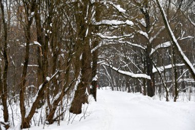 Karla kaplı bir ormanın kış manzarası. Parkın manzarası yağan karla kaplı..