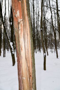 Orman hala hayat. Ağaç kabuksuz ağaç gövdesi. Ormanın kış manzarası.