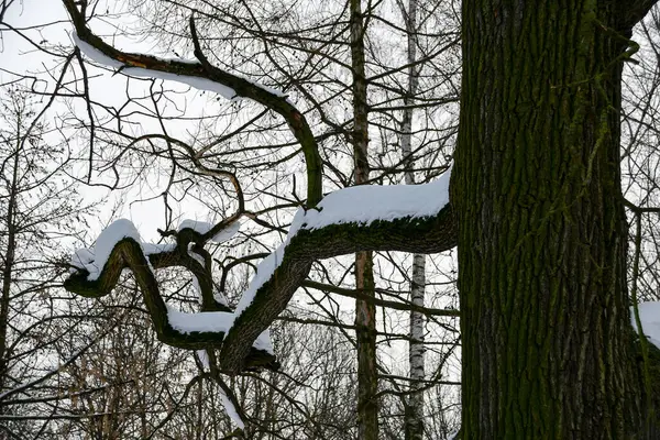 Winter Sketch Snow Falls Large Branch Tree — Stock Photo, Image
