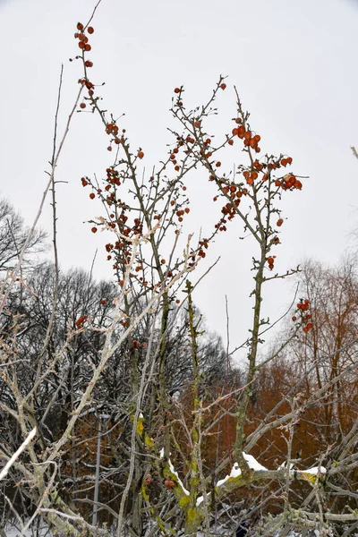 Winterskizzen Rote Beeren Auf Schneebedeckten Zweigen Winter Stadtpark — Stockfoto